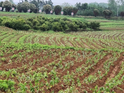 蘄艾美谷蘄艾種植基地——綠意盎然，共筑生態(tài)未來(lái)