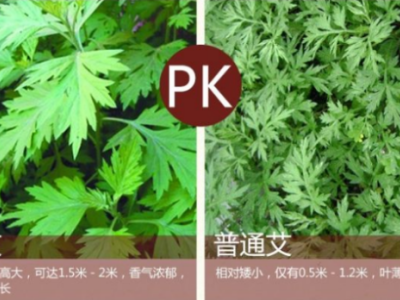 艾草的區別,蘄艾和艾草的區別