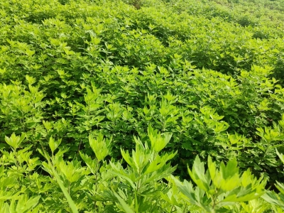 世界上只有兩種艾草，一種叫蘄艾，一種叫其他艾