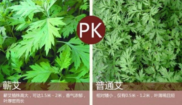蘄艾美谷官方網(wǎng)站